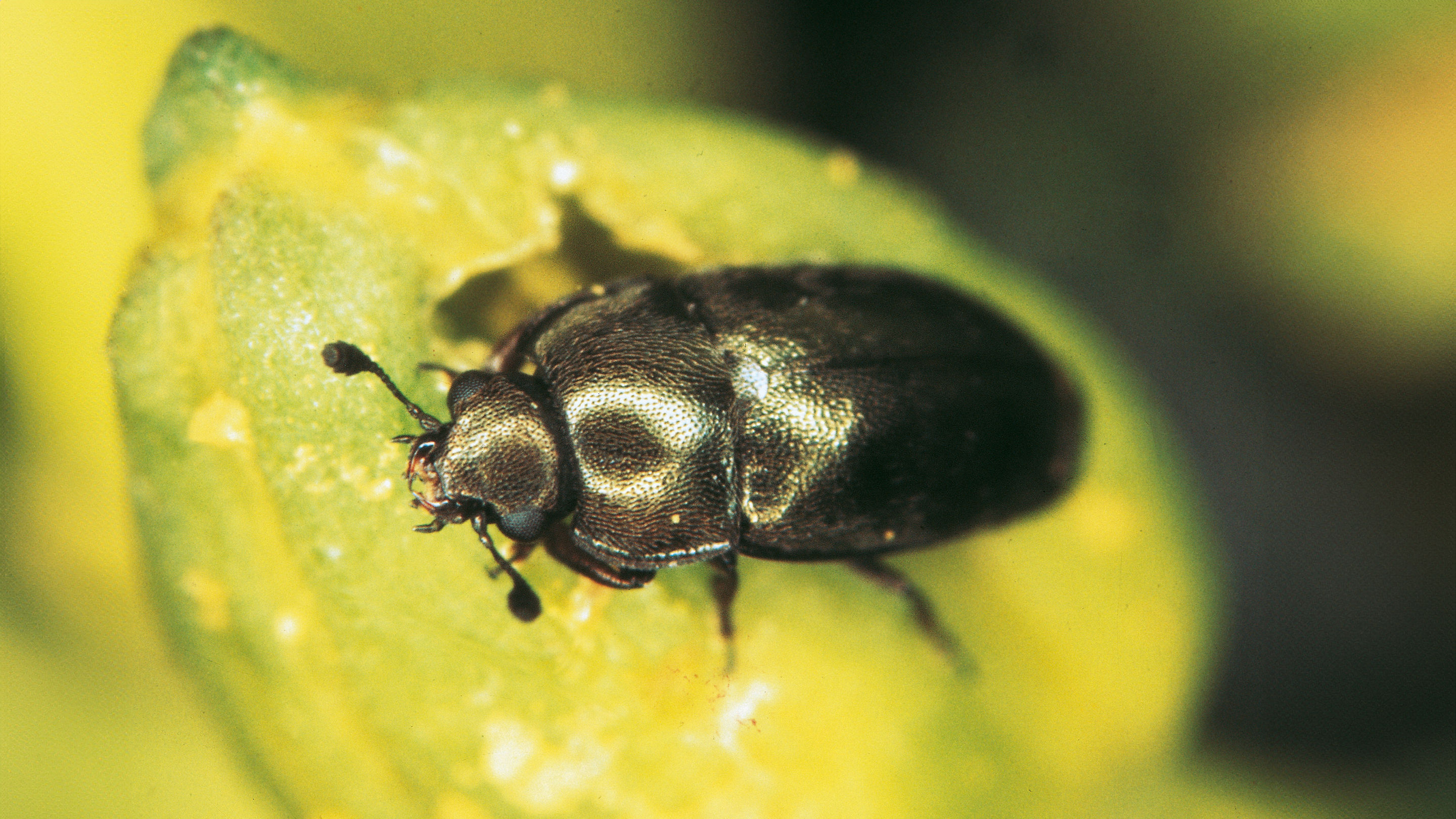 Alertă: gândacul lucios și-a făcut apariția în câmpurile de rapiță